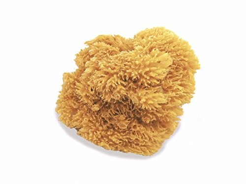 Yellow natural sea sponge on white background.