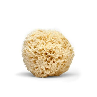 Natural sea sponge isolated on white background