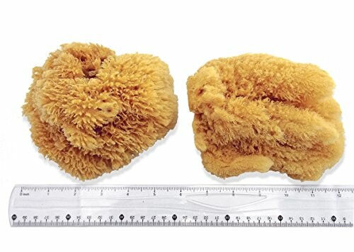 Two natural sea sponges beside a ruler for scale.