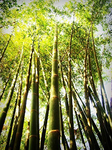 Looking up at tall bamboo stalks in a forest.