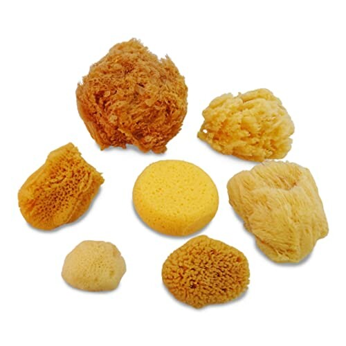 Assorted natural sponges in different shapes and textures.